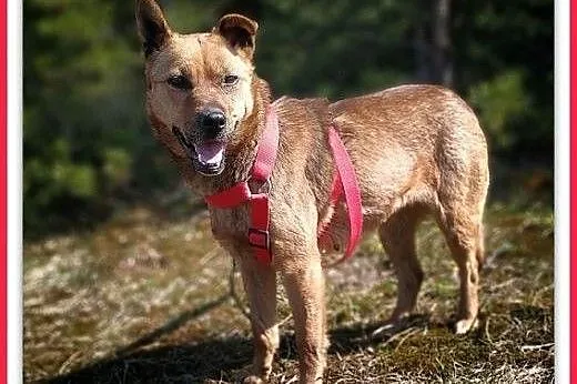 2lata,młoda,średnia,łagodna,delikatna suczka uSZATKA.ADOPCJA,  łódzkie Łódź, Łódzkie, Łódź