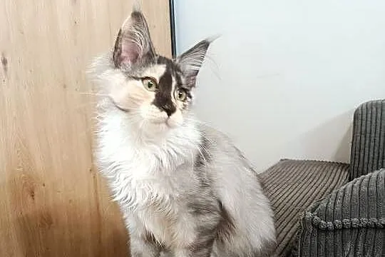 Maine Coon kotka Iza
