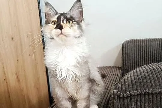 Maine Coon kotka Iza, Podkarpackie, Lipa