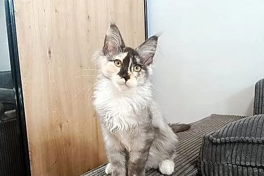 Maine Coon kotka Iza, Podkarpackie, Lipa