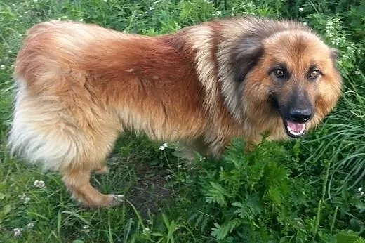 Puchaty Grześ - uroczy i towarzyski, idealny dla s