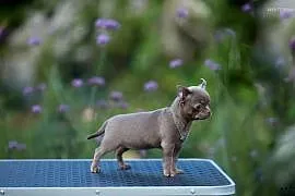 Szczeniak chihuahua