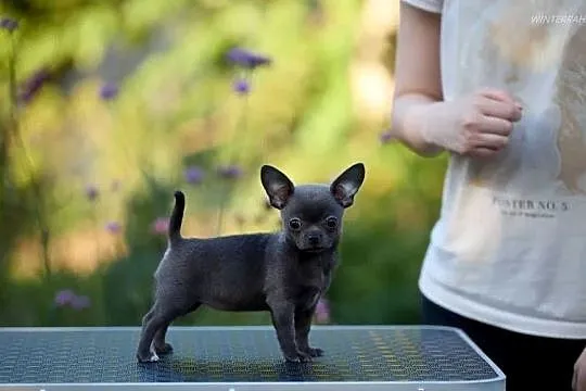 Szczeniak chihuahua, Zachodniopomorskie, Szczecin