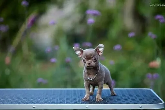 Szczeniak chihuahua, Zachodniopomorskie, Szczecin