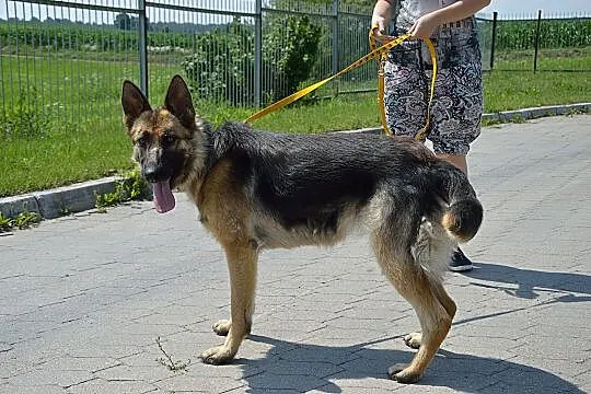 Suzi to okolo 2 letnia sunie w typie owczarka niem