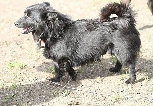 Chico w typie szpica - przyjacielski psiak czeka n
