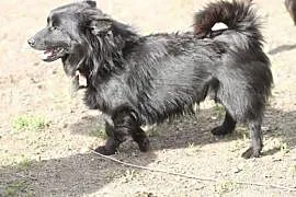 Chico w typie szpica - przyjacielski psiak czeka na kochający dom! , wielkopolskie Poznań