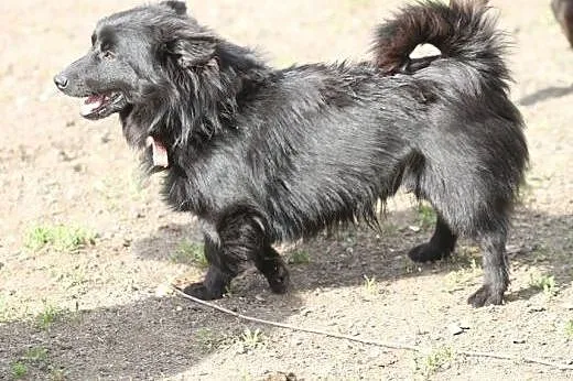 Chico w typie szpica - przyjacielski psiak czeka n