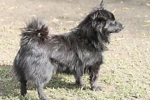Chico w typie szpica - przyjacielski psiak czeka n