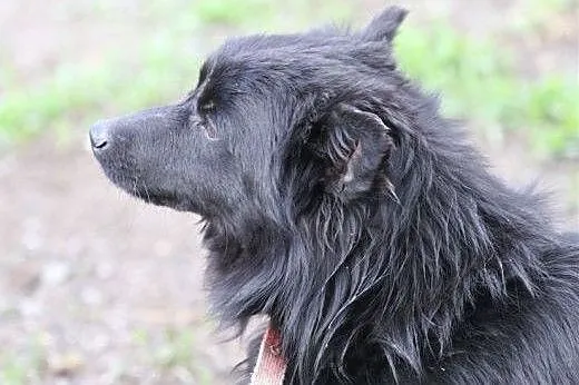Chico w typie szpica - przyjacielski psiak czeka n
