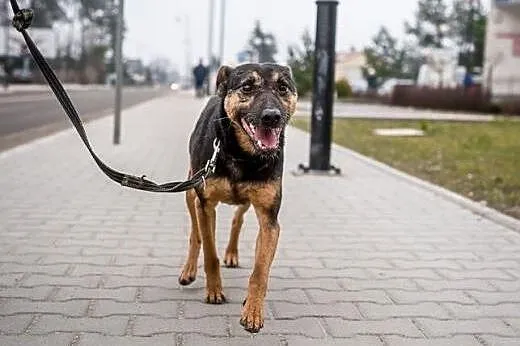 Kruki -pogodny psiak do adopcji!,  mazowieckie War