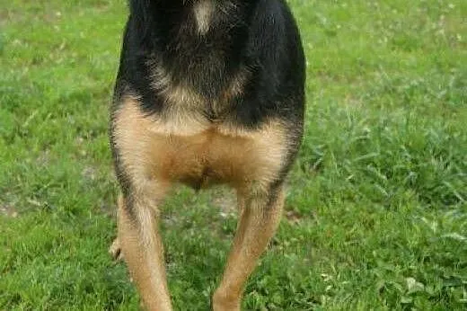 Malutki młodziutki piesek potrzebuje pilnie kochaj