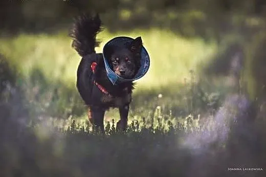 Miłek maleńkie psie cudeńko z cudnym charakterem:)