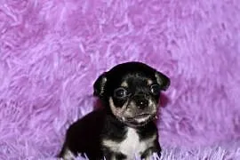 Chihuahua chłopiec ZKwP FCI