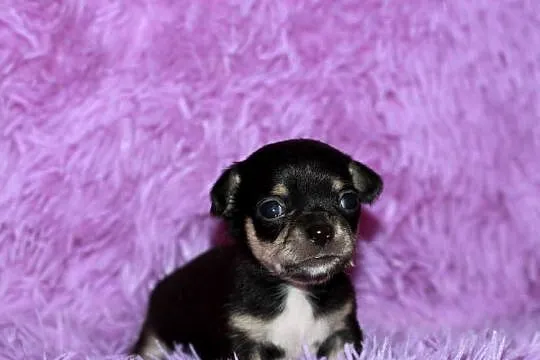 Chihuahua chłopiec ZKwP FCI