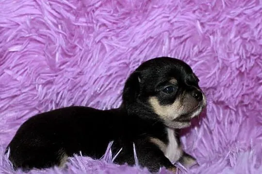 Chihuahua chłopiec ZKwP FCI, Zachodniopomorskie, Świnoujście