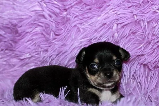 Chihuahua chłopiec ZKwP FCI, Zachodniopomorskie, Świnoujście