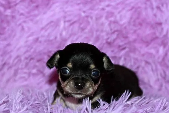 Chihuahua chłopiec ZKwP FCI, Zachodniopomorskie, Świnoujście