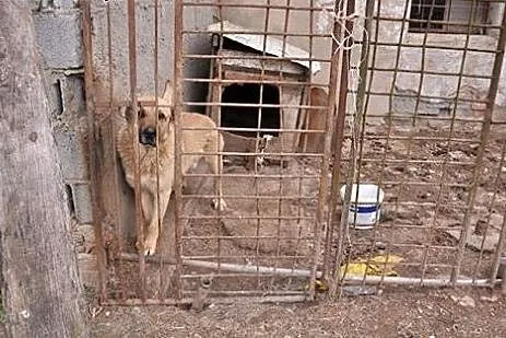 Łagodny Dżeki szuka kochającego domku!,  dolnośląs