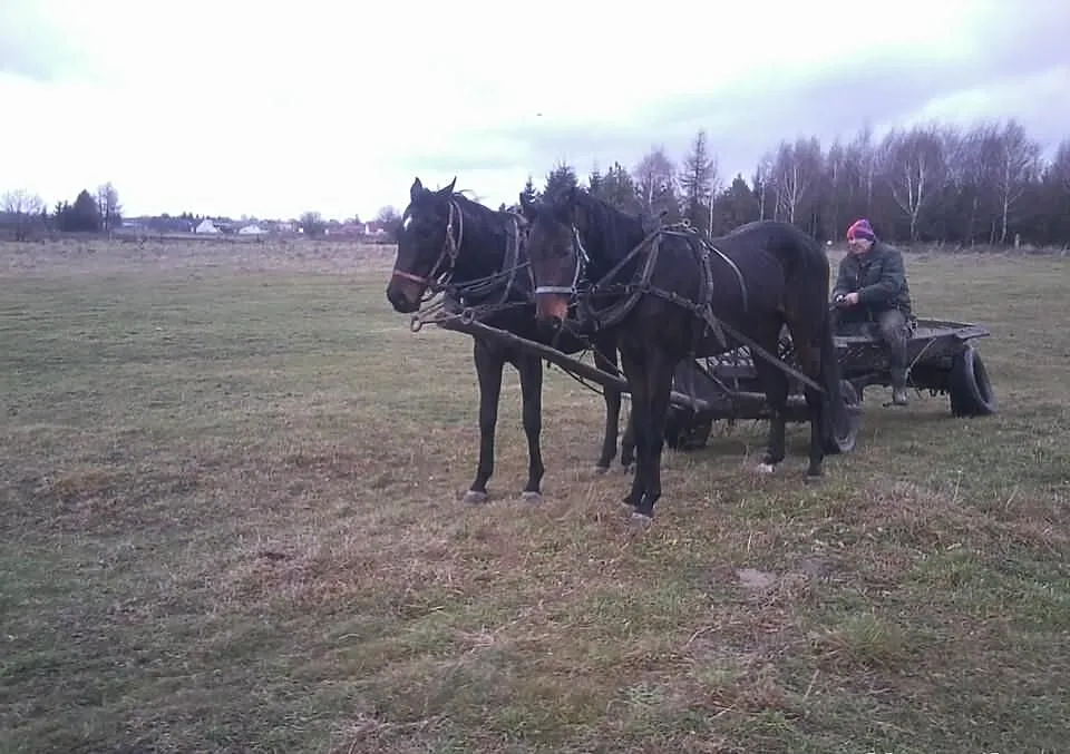 Para skarogniadych koni-Tanio