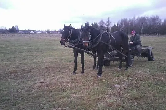 Para skarogniadych koni-Tanio