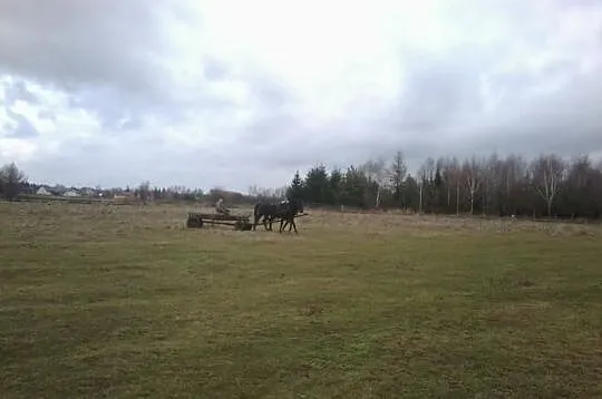 Para skarogniadych koni-Tanio