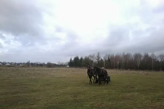 Para skarogniadych koni-Tanio