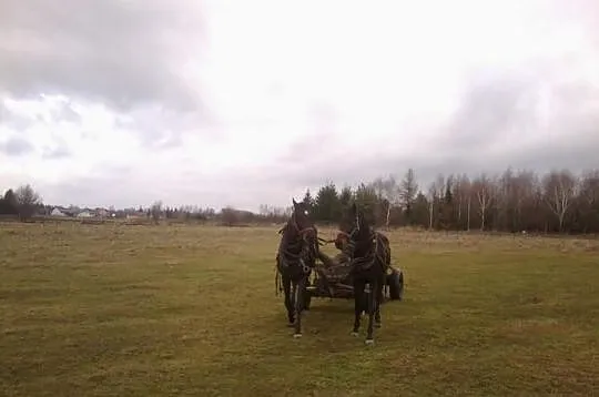 Para skarogniadych koni-Tanio