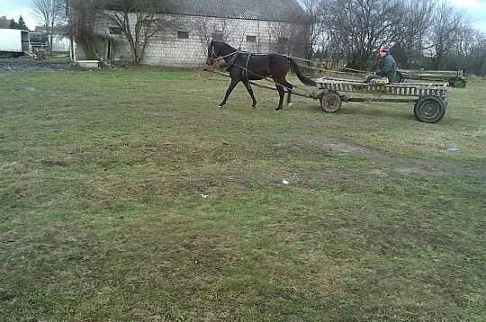 Para skarogniadych koni-Tanio