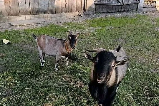 Kozy Miniaturki Samiec i Samica