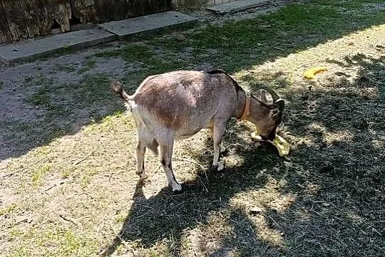 Kozy Miniaturki Samiec i Samica, Podkarpackie, Zdziechowice Drugie