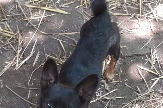 Mikropiesio Tolek do wzięcia, Śląskie, Rybnik