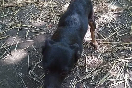Mikropiesio Tolek do wzięcia, Śląskie, Rybnik