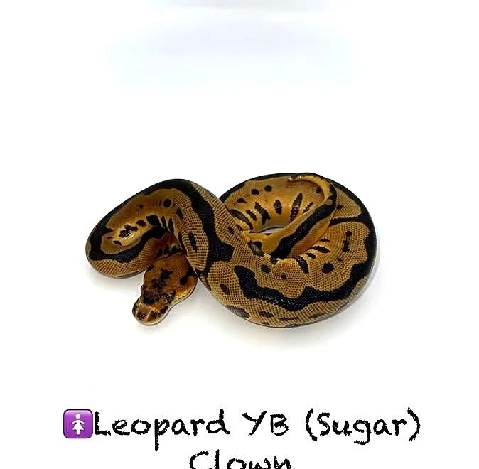 Pyton królewski samica Leopard YB Sugar Clown, Wielkopolskie, Poznań
