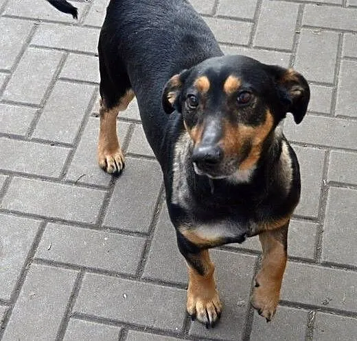 Kolejny uratowany z łańcucha maluch szuka domu!, Kundelki cała Polska,