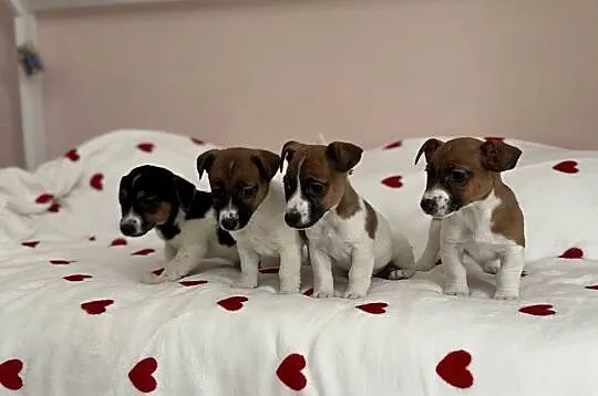 Jack Russell Terrier - szczeniaczki ;), Śląskie, Częstochowa
