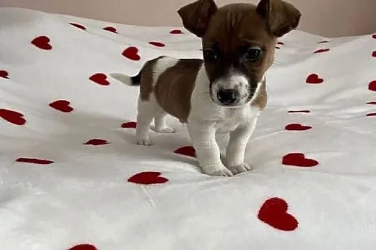 Jack Russell Terrier - szczeniaczki ;), Śląskie, Częstochowa