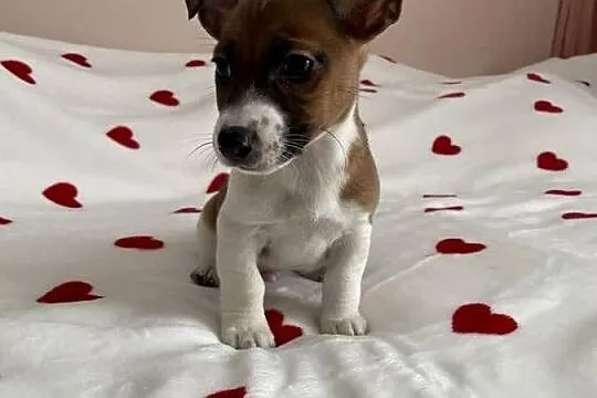 Jack Russell Terrier - szczeniaczki ;), Śląskie, Częstochowa