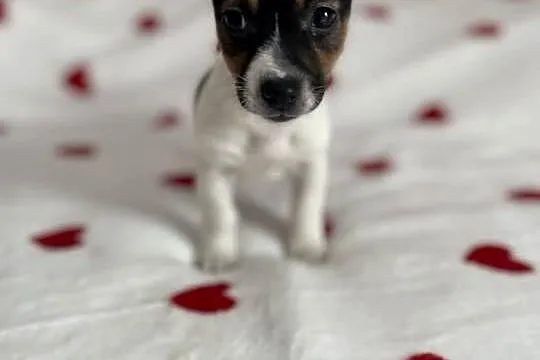 Jack Russell Terrier - szczeniaczki ;), Śląskie, Częstochowa