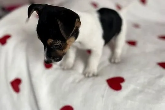 Jack Russell Terrier - szczeniaczki ;), Śląskie, Częstochowa