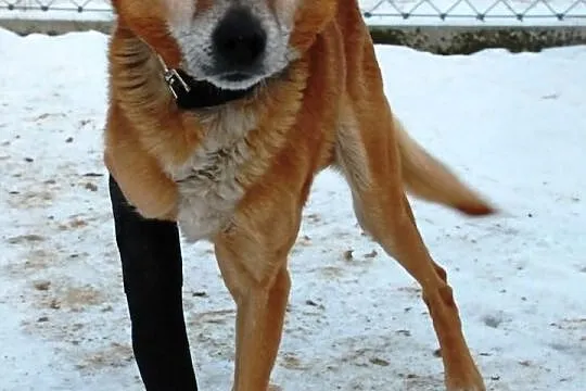 Kokosik - super fajny pies, dużo przeszedł, adopcja