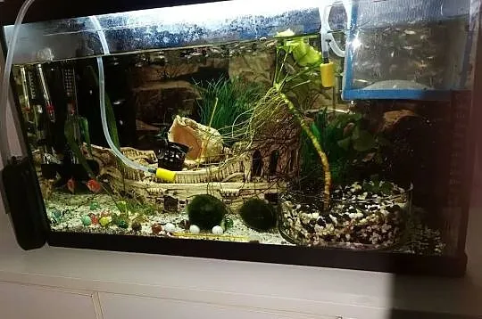 Sprzedam akwarium 60 litrów
