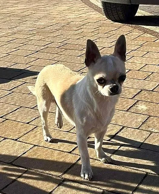 Piekny piesek Chihuahua. FCI, Małopolskie, Podegrodzie