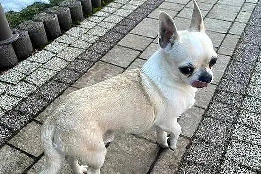Piekny piesek Chihuahua. FCI, Małopolskie, Podegrodzie