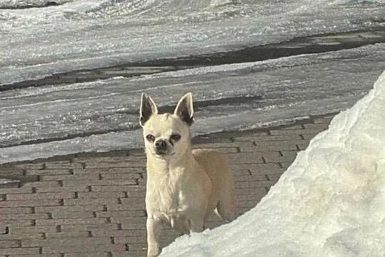 Piekny piesek Chihuahua. FCI, Małopolskie, Podegrodzie
