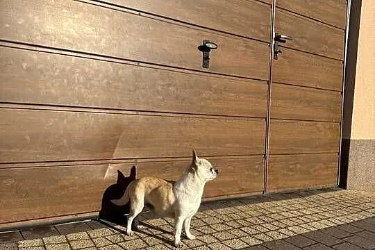 Piekny piesek Chihuahua. FCI, Małopolskie, Podegrodzie