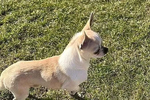 Piekny piesek Chihuahua. FCI, Małopolskie, Podegrodzie