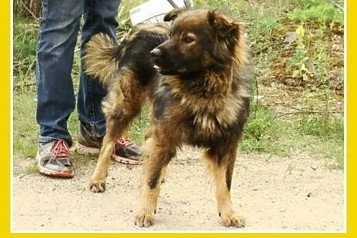 3 lata,18 kg,łagodny,towarzyski,spokojny pies MISI