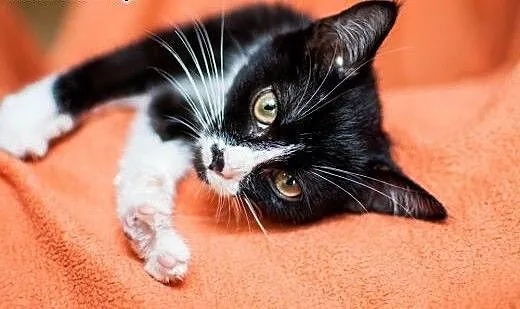 Cudna, kochana, maleńka Masza - adoptuj :), łódzk