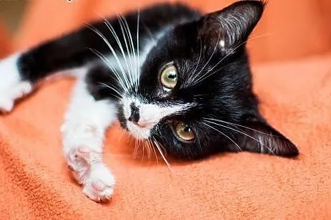 Cudna, kochana, maleńka Masza - adoptuj :),  łódzk